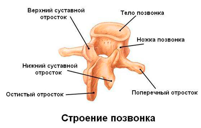 http://spina63.ru/images/articles/pozv/pozv2.jpg